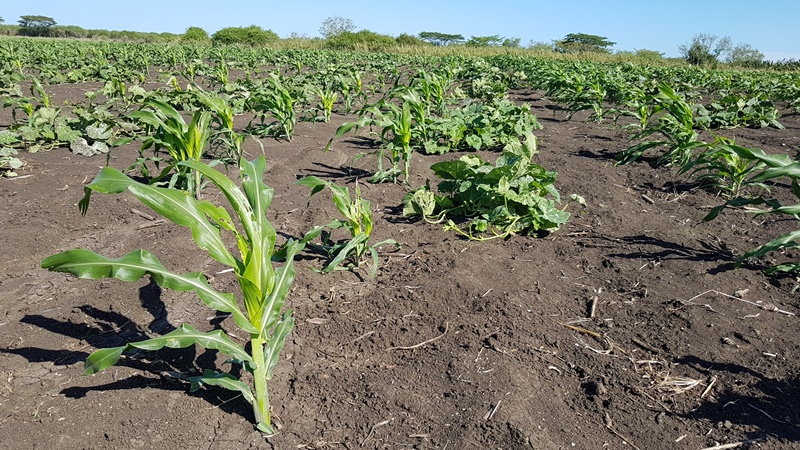 ? Producir caña y alimentos, retos en la UBPC El Entronque, de Camagüey